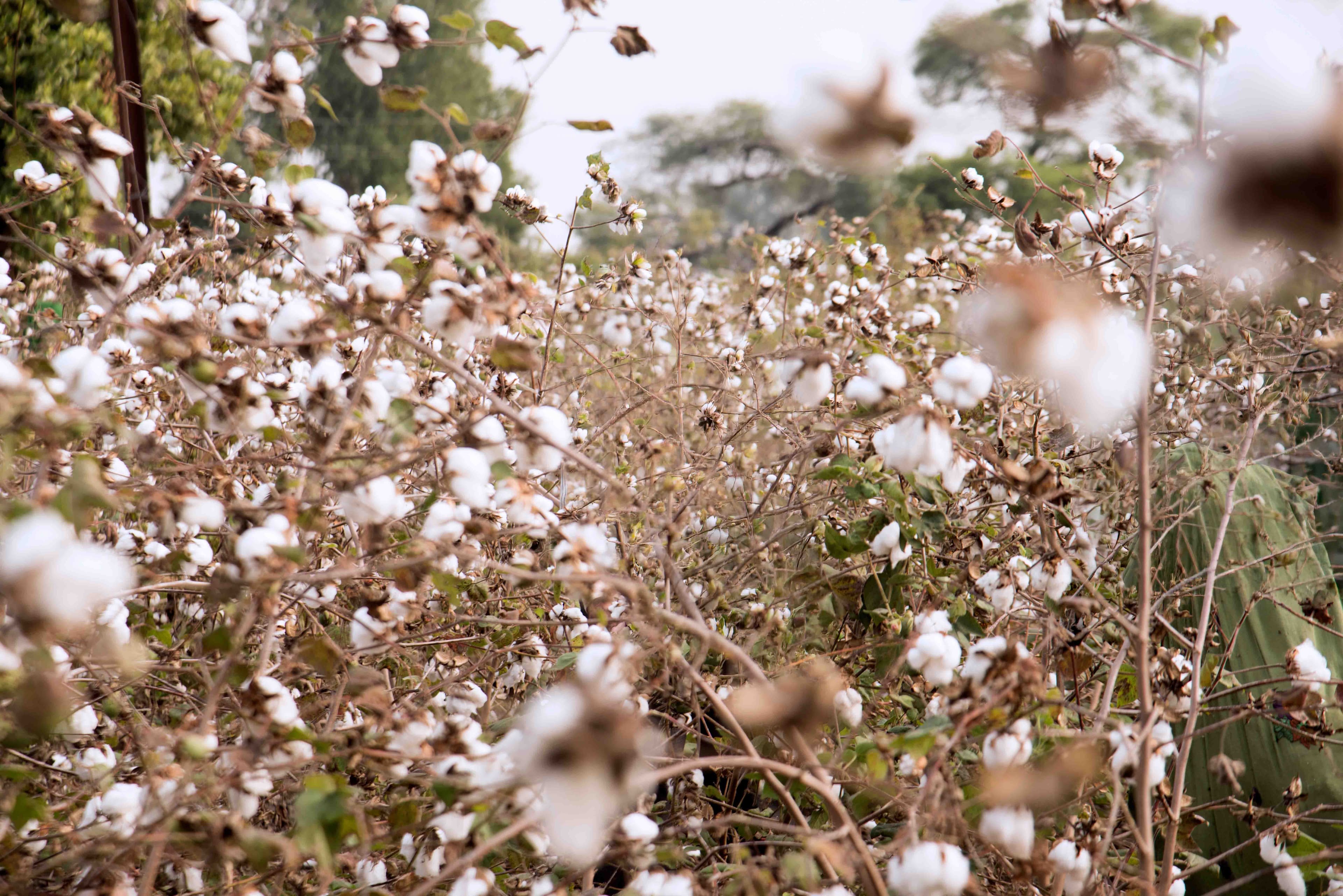 Cotton Farming